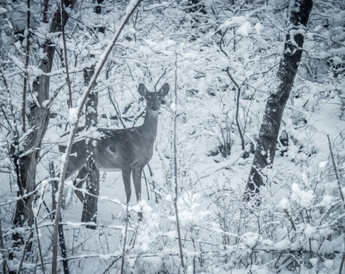 April Snow Deer #2 - Winter, Deer, Country Decor, Wall Decor, Deer Photography, Winter Decor, Country Landscape, Snow, Blizzard, Midwest