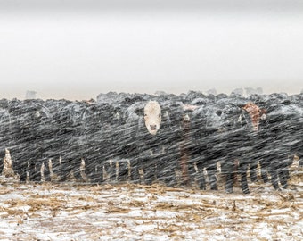 Toughness - Cattle Photo, Country Decor, Farm Art, Nebraska, Farm Decor, Country decor, Grazing Cattle, Cows, livestock decor