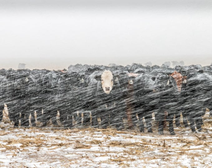 Toughness - Cattle Photo, Country Decor, Farm Art, Nebraska, Farm Decor, Country decor, Grazing Cattle, Cows, livestock decor