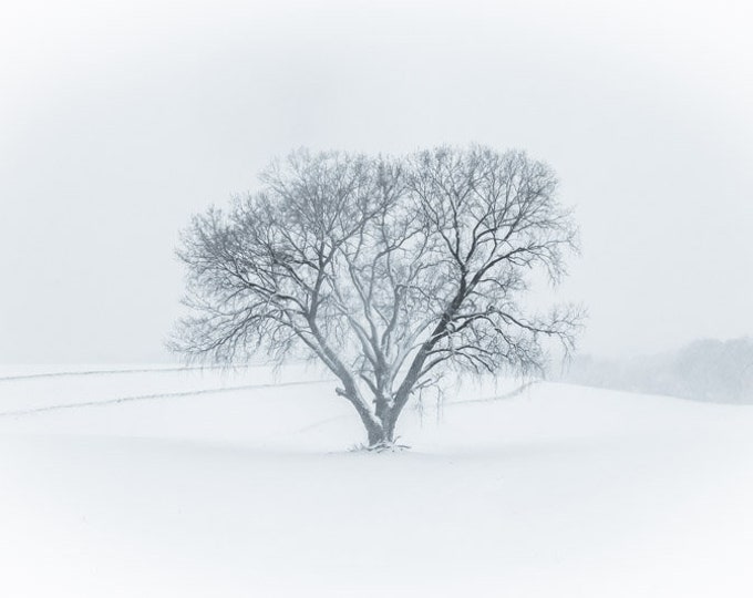 Winter Country Lone Tree Along Fence, Country Decor, Wall Decor, Tree Photography, Winter Decor, Country Landscape, Solitary Tree, Windmill