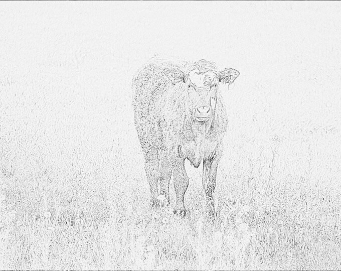 Lone Cow B&W IMG#70D08634- Cow, Cattle, Pasture, Country Decor, Farm Art, Calf, Nebrasak, Farm Decor, cow