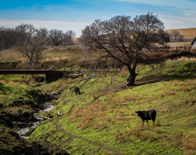 Angus Creek - Cattle, cow, pasture, Country Decor, Wall Art, Old Creek & Tree Photo, Nebraska Farm, Autumn Decor, Country Landscape