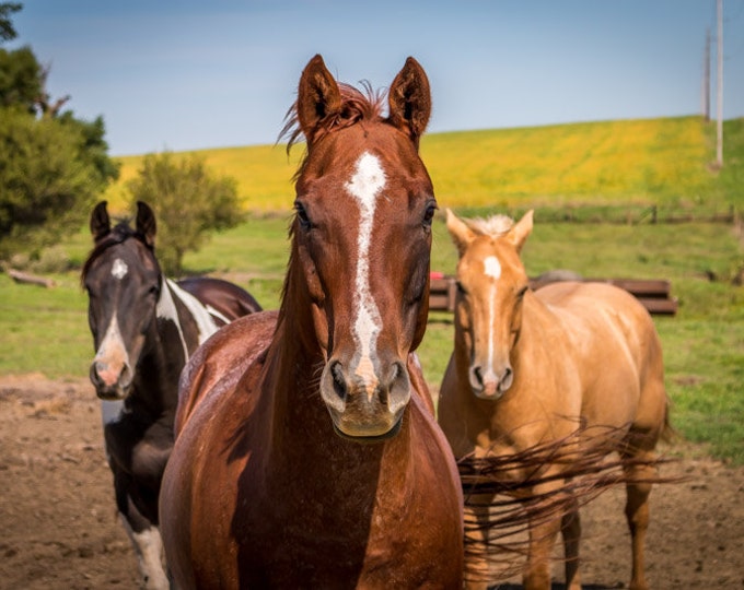 Three Horses - Horse, Country Decor, Farm Animals, Nebraska Farm, Fall Farm Decor, Fields, Rural America, Country Living, Grazing