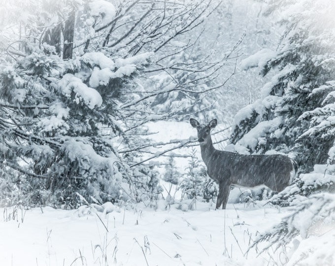 April Snow Deer #1 - Winter, Deer, Country Decor, Wall Decor, Deer Photography, Winter Decor, Country Landscape, Snow, Blizzard, Midwest