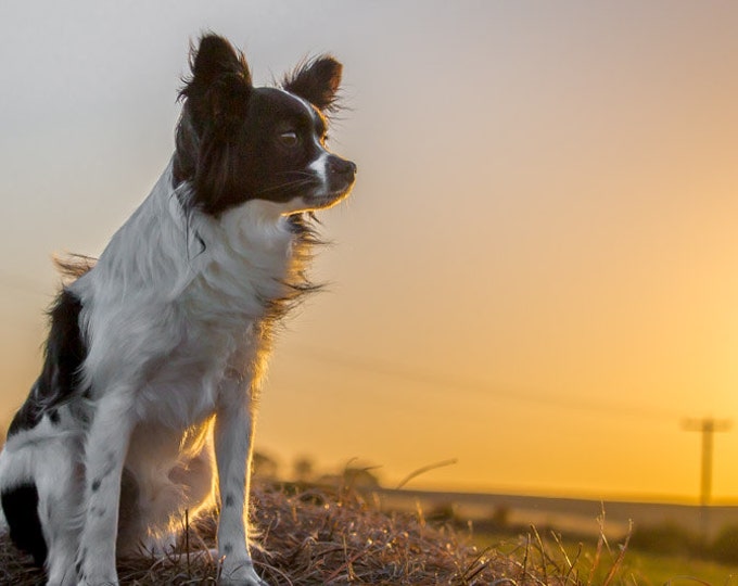 I Made It - Dog, Papillon, Black and White, Sunset, Country Dog, Dog Decor, Nebraska, Farm Decor, Farm Dog, Country Decor, Mutt