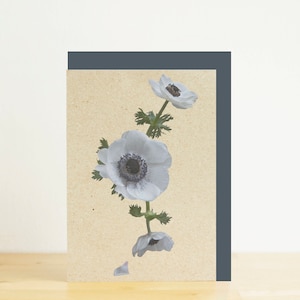 Blanc anémones, carte vierge fleur de printemps, planche botanique, eco friendly impression photographique