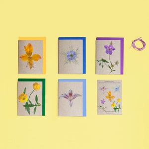 Notes de fleurs d'été, lot de 5 cartes, carton recyclé, enveloppes d'eucalyptus, impression photographique, respectueux de l'environnement