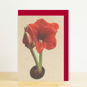 Cartão de felicitações de amarílis vermelha, cartão de Natal, impressão de flores, cartão reciclado, impressão fotográfica, ecologicamente correto