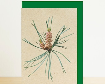 May include: A close-up of a pine branch with two small, pink pine cones. The branch is on a brown background with a green border.