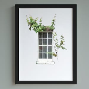 Window with ivy A4 print, architectural print, nature photo print, botanical print, fine art photography print