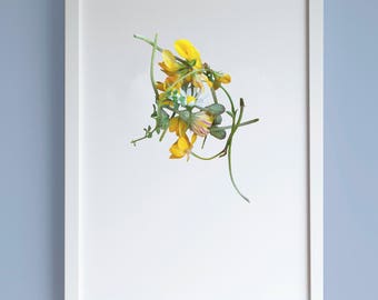 Ranuncoli, denti di leone & Daisy botanica stampa, stampa A3 stampa, estati fiori, minimalista stampa fotografica, stampa Nordic