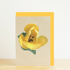 Mini carton de tulipe jaune, carton blanc, enveloppe jaune, impression photographique écologique