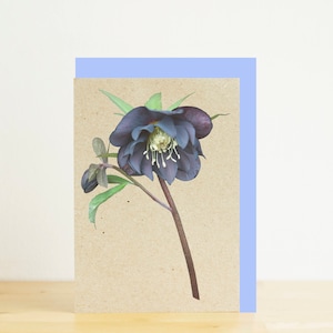 Carte de vœux de rose de Noel pourpre de Hellebore, enveloppe bleue, carte de Noel de fleur d'A7, carte recyclée, impression photographique, éco-amicale