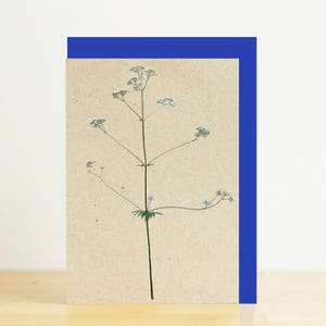 Cartolina d'auguri di merletto della regina Anne, botanico di prezzemolo di mucca stampa, Floral stampa, busta blu, fotografia di natura amichevole di eco stampa