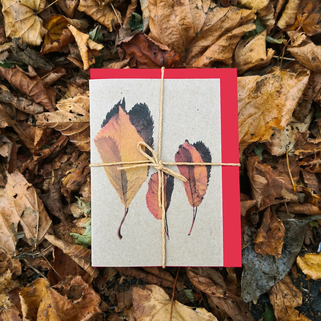 Autumn Notelets, 5 Blank Photo Note Cards With 5 Coloured Envelopes ...