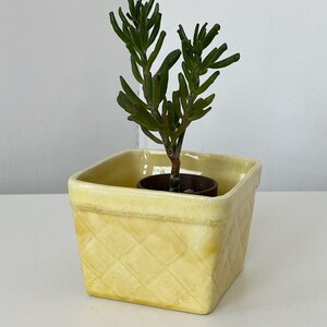 May include: A square, pale yellow ceramic planter with a raised, diamond-patterned texture on its exterior. The planter holds a small, green succulent plant with multiple upright, finger-like stems growing from a dark brown inner pot.