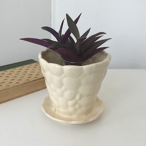May include: A small, off-white ceramic planter with a textured, bubble-like design, holding a Tradescantia pallida plant with deep purple leaves. The planter sits on a matching saucer. A vintage book with a green cover is in the background.