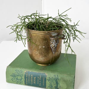 May include: A brass planter with a grape cluster handle, filled with green, spiky plants, sits atop a vintage green book. The planter has a rounded shape and a tarnished finish, adding to its antique charm.