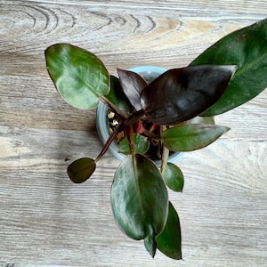 Philodendron Imperial Red