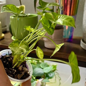 Syngonium Podophyllum