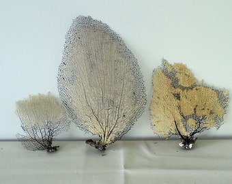 Coral Sea Fans Preserved Natural Yellow CHOOSE YOUR FAN