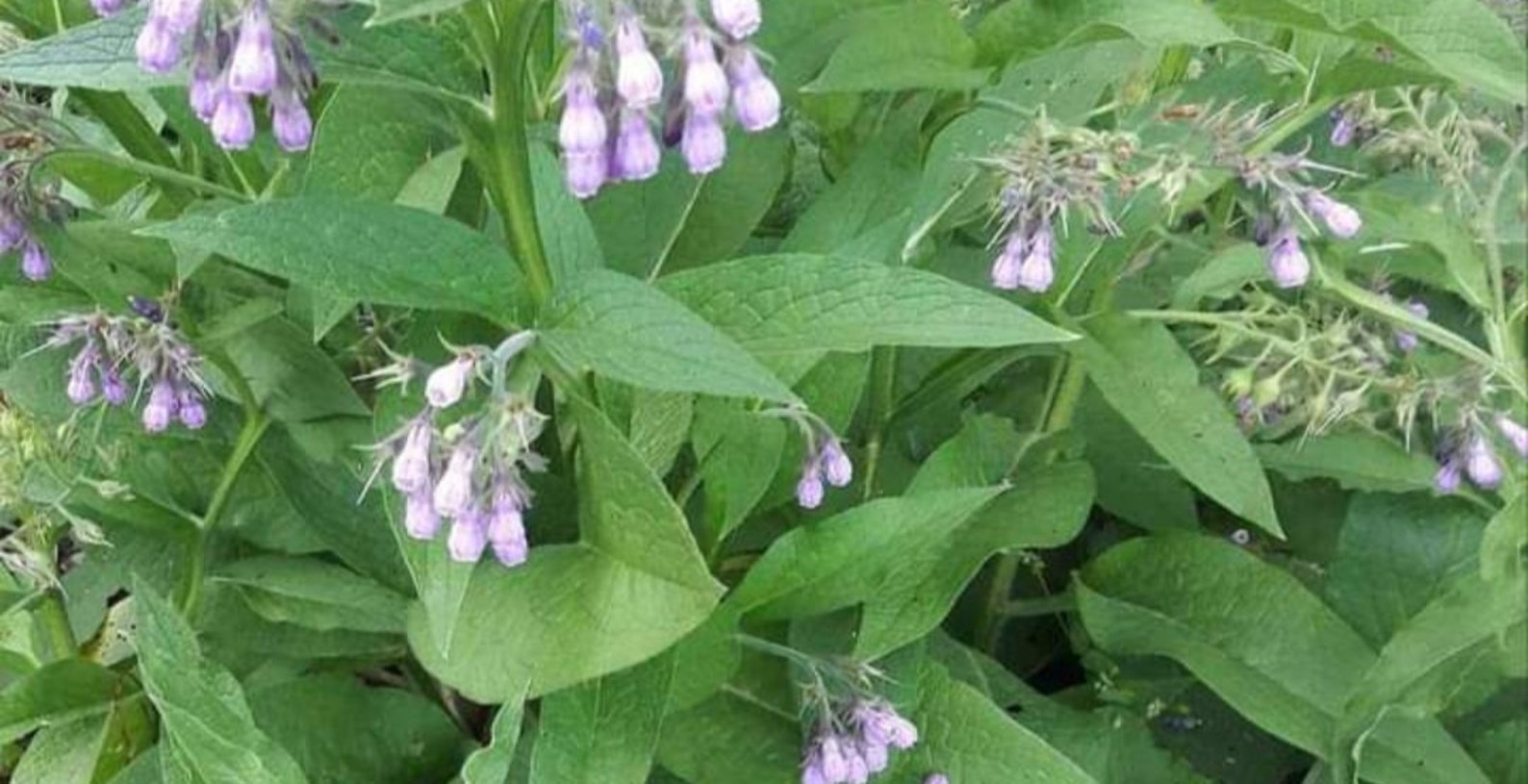 Comfrey Roots for sale Etsy