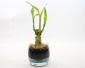 Lucky Bamboo Diy Planting Kit, Easy Bamboo Grow Kit, Natural Stones, Bamboo Lava Rock Kit, Bamboo Sticks, Natural Lucky Kit, House Plant Kit