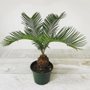 King Sago Palm – Sculptural Indoor Palm