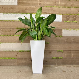 May include: A tall, white, square planter filled with a lush green plant. The plant has large, vibrant green leaves. The planter is set against a backdrop of wooden planks and green moss.