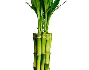 6" Straight Lucky Bamboo Plant, Dracaena Sanderiana, Good Luck Plant, Feng Shui Bamboo Plant, Best for Home & Indoor plants, (10 Bundles)