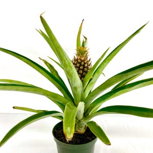 May include: A potted pineapple plant with long, green leaves and a small, developing pineapple fruit. The plant is in a green plastic pot, set against a white background. The pineapple fruit is brown and green.