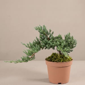 Juniper Bonsai – Assorted Mini Bonsai Tree