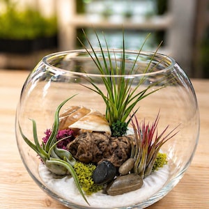 Peut inclure: Un terrarium en verre transparent rempli de sable blanc, de petits cailloux, d'un coquillage et de diverses plantes aériennes. Les plantes aériennes ont des feuilles vertes et rouges. Le terrarium repose sur une surface en bois clair.