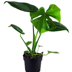 May include: A potted Monstera plant with large, vibrant green leaves. The plant features a prominent split-leaf, a characteristic of the Monstera deliciosa species. The plant is in a black plastic pot, set against a clean white background.