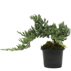 May include: A small, green bonsai tree in a black plastic pot. The tree has a cascading shape with lush, needle-like foliage. The pot is filled with dark green moss. The background is plain white.
