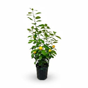 Citrus Calamondin (Philipino Lime)