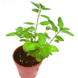 Holy Basil Tulsi – Medicinal Herb Plant