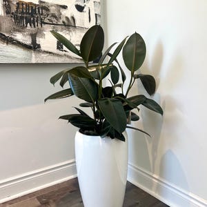 May include: A tall, white ceramic planter with a rubber plant featuring dark green leaves. The planter is cylindrical and positioned in a corner. An abstract artwork hangs on the white wall behind the plant.
