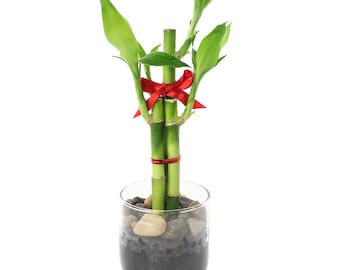Feng Shui Lucky Bamboo, Straight Lucky Bamboo, Home Decor Bamboo, Cut Bamboo Sticks, Round Glass Pot, Live Indoor Plant, 3 Stalk Small