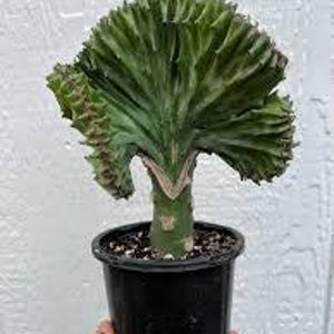 May include: A green crested Euphorbia plant in a black plastic pot. The plant has a unique, textured, fan-like shape. The pot is filled with dark soil and sits against a white background.