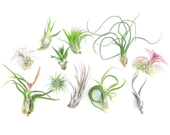 Deluxe Air Plant Bundles