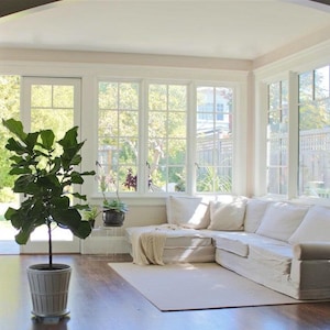 Ficus Lyrata Fiddle Bambino (Figuier) Grande usine de faux figues, pot de planteur de producteur de maison, usine de fiddleleaf, décor extérieur intérieur de bureau à la maison