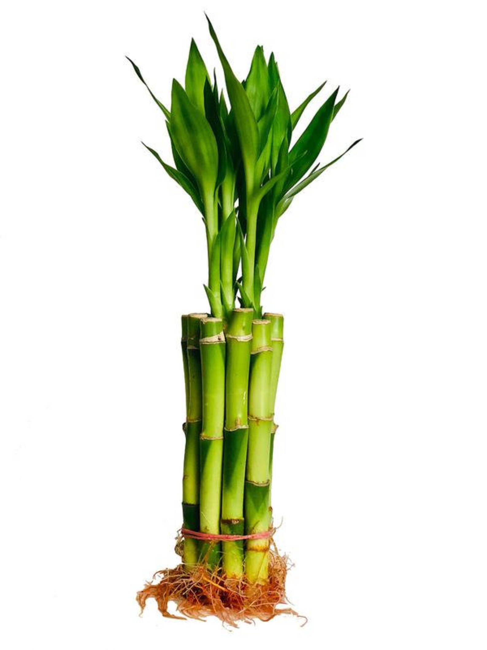 8 Straight Lucky Bamboo Good Luck Plant Dracaena Etsy Singapore