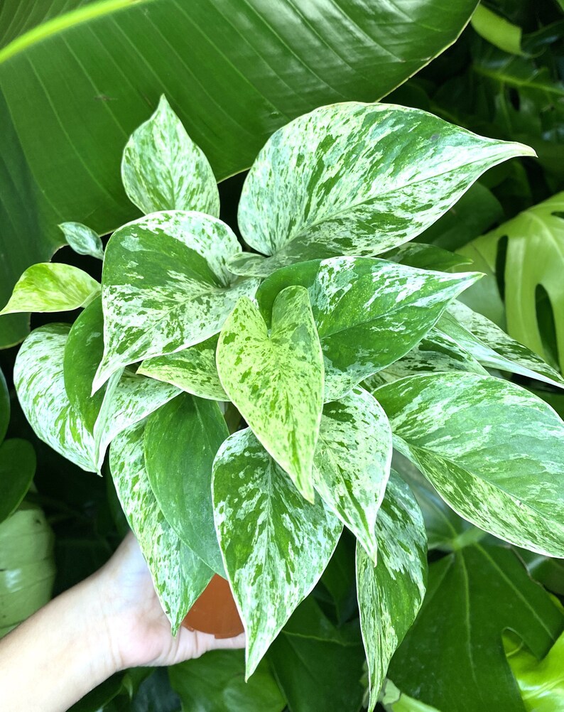 Marble Queen Pothos Air Purifying Plant Variegated Pothos Etsy