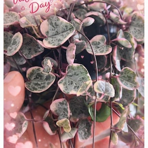 May include: A close-up of a String of Hearts plant with heart-shaped leaves in shades of green and pink. The image has the text "Happy Valentine's Day" and "Be mine" with heart illustrations, perfect for a Valentine's Day gift.