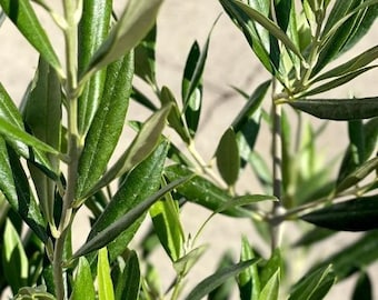 Olive in growing pot