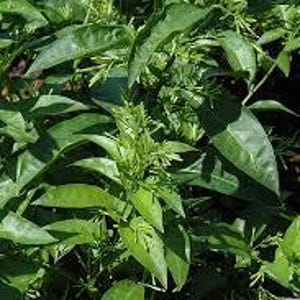 Cestrum Night Blooming Jasmine (grower pot)