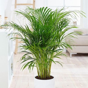 May include: A vibrant Areca palm in a white pot, showcasing long, green, feathery leaves. The plant's multiple stems rise from the pot, which is placed on a light wooden floor. The background features a white shelf and a sofa.
