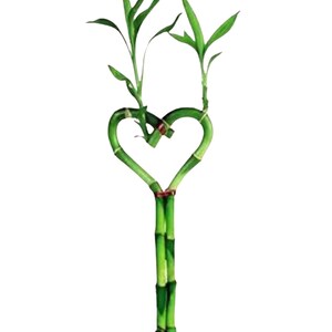 May include: A heart-shaped lucky bamboo plant. The green bamboo stalks form a heart, with green leaves at the top. The plant is set against a white background. The bamboo is a vibrant green colour.