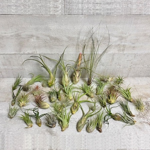 Assortiment de Tillandsias (plantes aériennes), culture hors-sol, lot de 5 à 40 unités